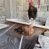 مرغ لاری خروس و خروس مینیاتوری|حیوانات مزرعه|برخوار, |دیوار