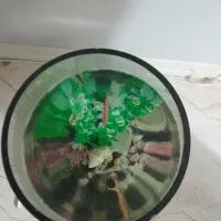 آکواریوم ماهی جام شیشه ای با پایه چوبی