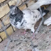 کبوتر|پرنده|خرمشهر, |دیوار