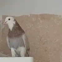 کبوتر شازده نر