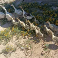 جوجه غاز و غاز خونگی فروشی