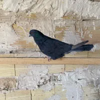 کفتر پرشی|پرنده|بهارستان, |دیوار