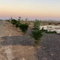 فروش باغچه فوری