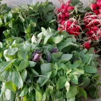 سبزی محلی درجه یک