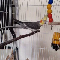 عروس هلندی نر