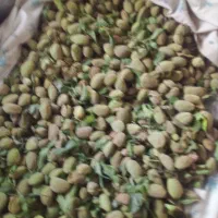 بادام سنگی درشت و مغز شیرین
