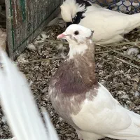 کبوتر