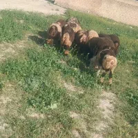 ۱۱راس بره نر