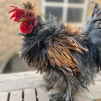 خروس کوشین فرفری