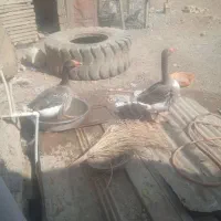 یک جفت غاز نر و ماده به فروش میرسد|حیوانات مزرعه|آبادان, |دیوار