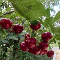 تولید نهال مثمر گوجه سبز و قرمز گیلاس