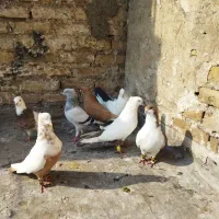 ۷ عدد رنگی نر گرفتنی