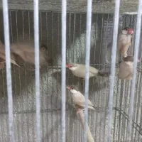 فنج شکلاتی