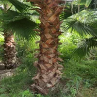 فروش تعداد 500 اصله درخت پالم واشنگتن