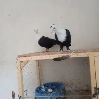 کلاغ کربلایی|پرنده|مشهد, شهرک شیرین|دیوار