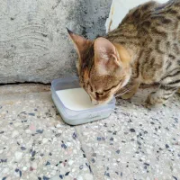 واگذاری گربه خونگی ناز بازیگوش