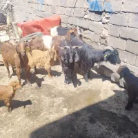 بز بزغاله دار جوان همه باهم  ۹۴ میلیون