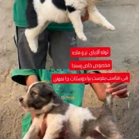 سگ آلابای توله نر و ماده|سگ|ایرانشهر, |دیوار