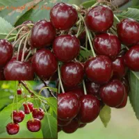 آلبالو گوشواره ای بهترین برای کاشت|خدمات باغبانی و درختکاری|لاهیجان, قیام|دیوار