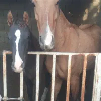 مادیان چاپاری