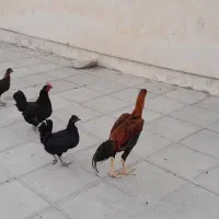 چهار عدد مرغ خوب|حیوانات مزرعه|خورموج, |دیوار