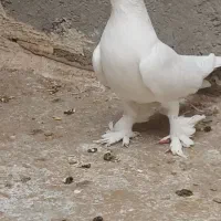 کبوتر|پرنده|تبریز, |دیوار