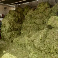 یونجه سوزنی بدون علف