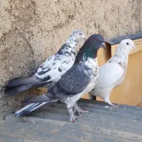 کبوترای اصیل قیمت تکی از ۲۰۰تا ۷۰۰|پرنده|هشتگرد, شهرک اداری|دیوار