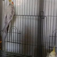 عروس هلندی نر کشیده بالغ|پرنده|فردیس, فردیس|دیوار