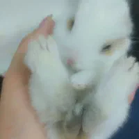 خرگوش کوچولو اندازه دست