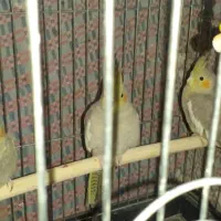 تعدادی عروس هلندی