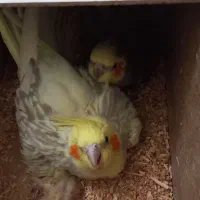 عروس مولد درجه یک با ۴ تا جوجه