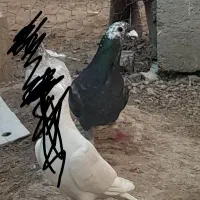 بزک کوهی|پرنده|نی‌ریز, |دیوار