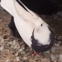 کبوتر طوقی بدونه غلط|پرنده|دهگلان, |دیوار