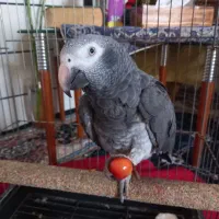 کاسکو ..اهلی|پرنده|رامشیر, |دیوار