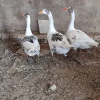 باسلام فروش غاز سالم و سرحال برای گشتن  نگه داشتن|حیوانات مزرعه|یزد, |دیوار