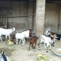 نری شهری|حیوانات مزرعه|قشم, |دیوار