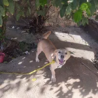 سگ بازیگوش و پاکوتاه|سگ|سرپل ذهاب, |دیوار