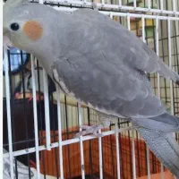 عروس هلندی گم شده