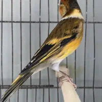 سهره قناری نر مست|پرنده|قزوین, |دیوار