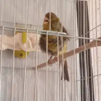 قناری نر شلاقی بخون