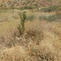 زمین با آب سد ایدغموش که امسال کاشته شده|فروش زمین و ملک کلنگی|میانه, |دیوار