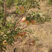 سیب سوپر لوکس|خوردنی و آشامیدنی|لاجان, |دیوار