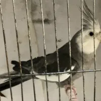 عروس هلندی ، بالغ مولد و جوجه