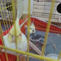 حراج عروسک عروس هلندی و طوطی برزیلی