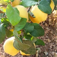 فروش به اصفهانی و محلی