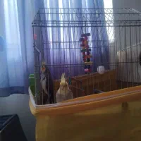 یک جفت عروس هلندی باقفس وتشکیلات|پرنده|قائم‌شهر, |دیوار