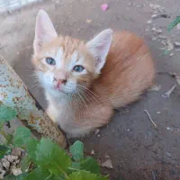 واگذاری رایگان چندتا بچه گربه ملوس