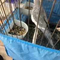 طوطی عروس بالغ نر|پرنده|نظرآباد, نظرآباد|دیوار