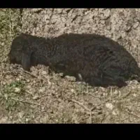 برخه نیر فروشی